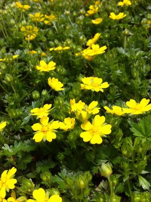 Potentilla verna nana