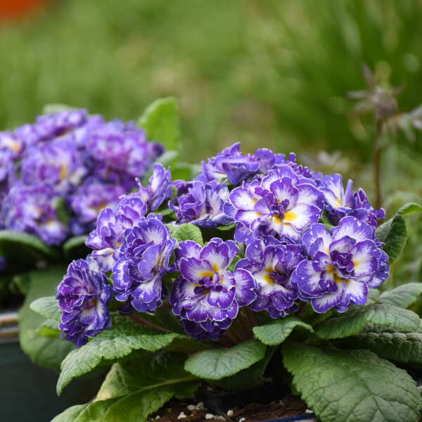 Primula vulgaris Belarina Blue Ripples