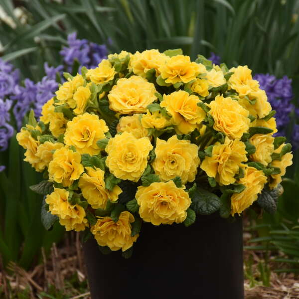 Primula vulgaris Belarina Spring Sun  