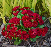 Primula vulgaris Belarina Valentine