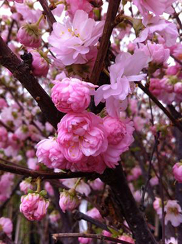 Prunus triloba var. 'Multiplex'