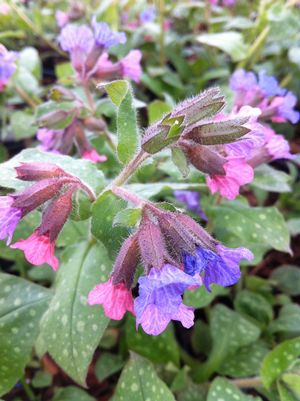 Pulmonaria saccharata 'Mrs. Moon'