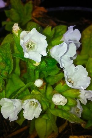 Pulmonaria officinalis 'Sissinghurst White'