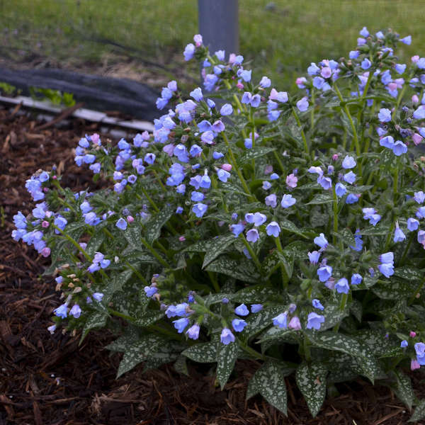 Pulmonaria 'Twinkle Toes' 