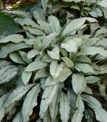 Pulmonaria 'Majeste'