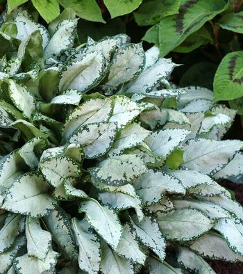 Pulmonaria 'Moonshine'