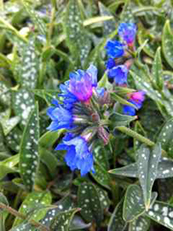 Pulmonaria 'Bertram Anderson'