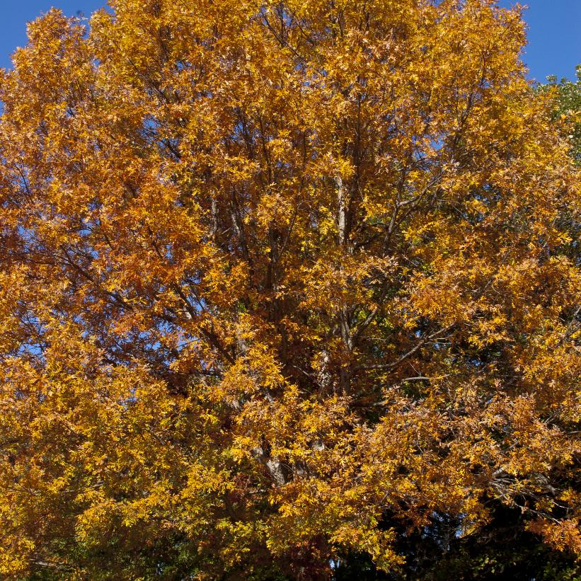 Quercus alba    NEW