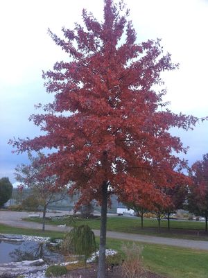 Quercus palustris    NEW