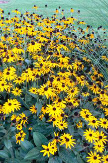 Rudbeckia fulgida 'Goldsturm'