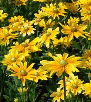 Rudbeckia hirta 'Prairie Sun'  