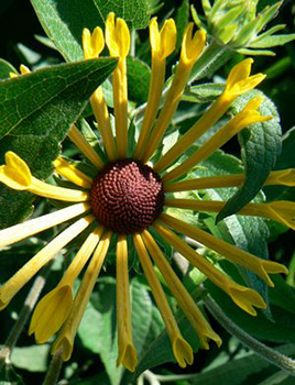 Rudbeckia subtomentosa 'Henry Eilers' 