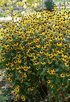 Rudbeckia triloba