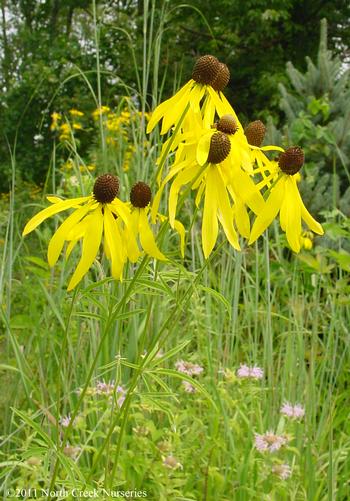 Ratibida pinnata  