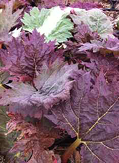 Rheum palmatum 'Tanguticum'