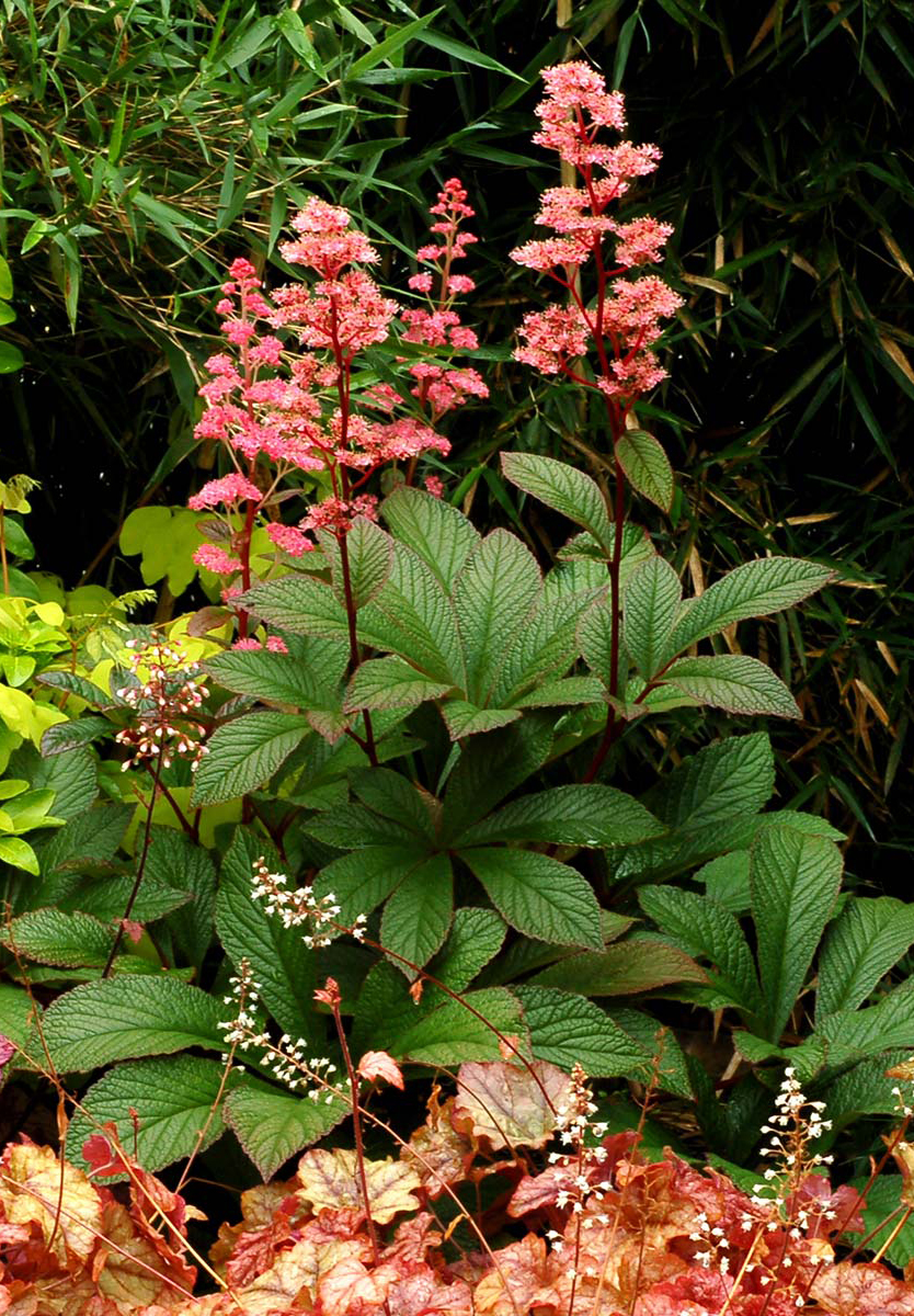 Rodgersia 'Bronze Peacock' 