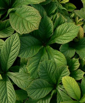 Rodgersia pinnata 