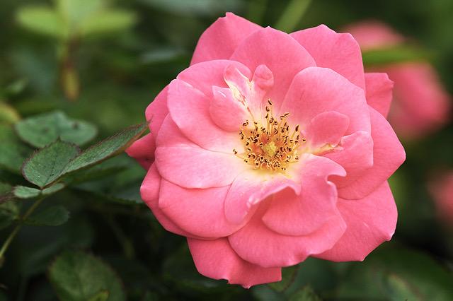 Rosa 'Aurora Borealis'  NEW