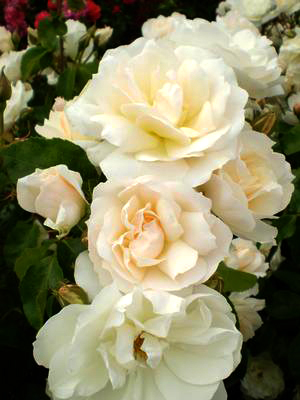 Rosa Easy Elegance Champagne Wishes