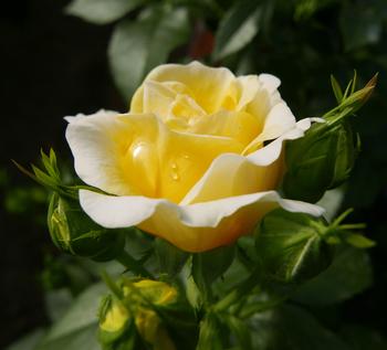 Rosa Easy Elegance Yellow Brick Road