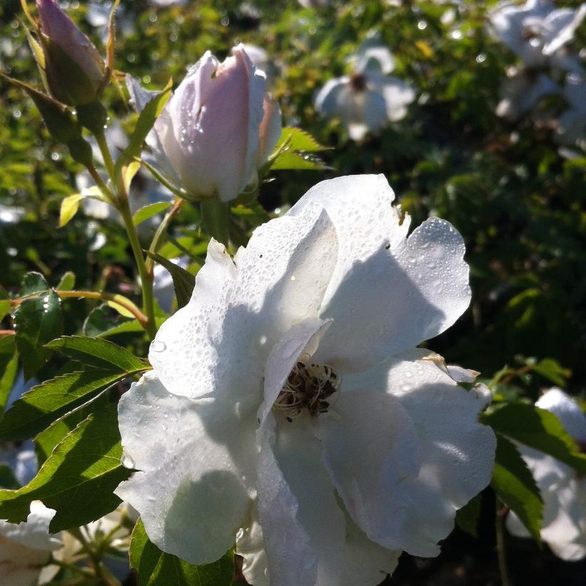 Rosa Morden Snowbeauty    NEW