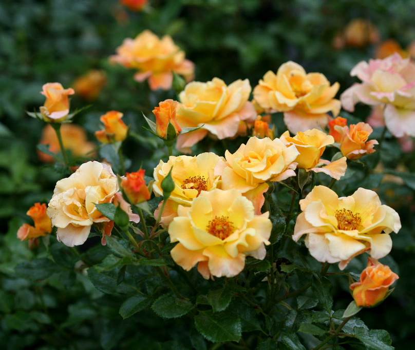 Rosa 'Sunorita' 