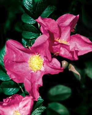 Rosa rugosa