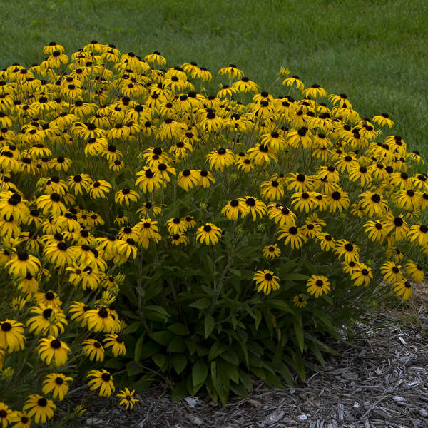 Rudbeckia 'American Gold Rush'  