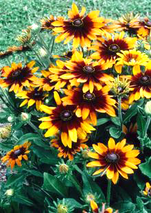 Rudbeckia hirta 'Autumn Colours'  