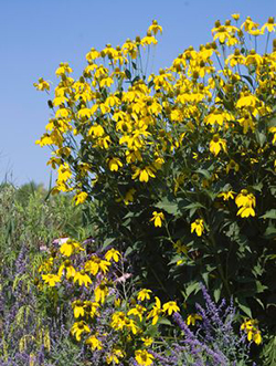 Rudbeckia nitida 'Autumn Sun'  (Herbstsonne)