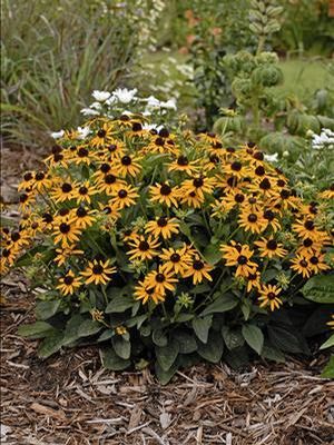 Rudbeckia fulgida 'Little Goldstar'