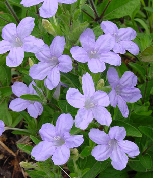 Ruellia humillis Bestseller