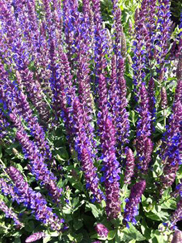 Salvia nemorosa 'East Friesland'