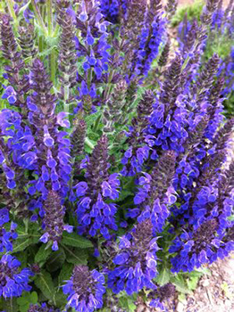 Salvia nemorosa 'Marcus'