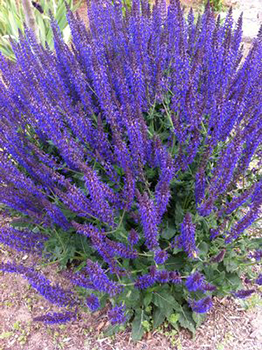 Salvia nemorosa 'May Night' - gallon size