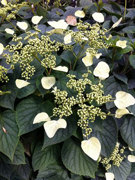 Schizophragma hydrangiodes 'Moonlight'