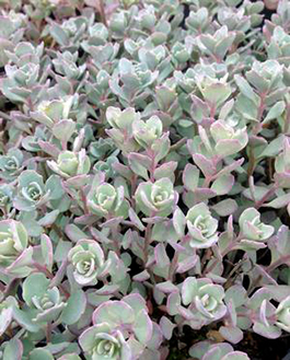 Sedum cauticola lidakense