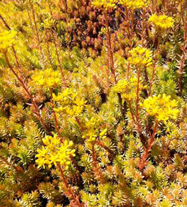 Sedum reflexum 'Angelina'      