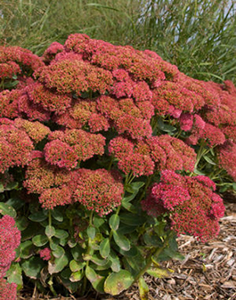 Sedum spectabile 'Autumn Fire'      