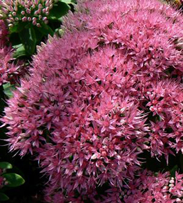 Sedum spectabile 'Neon'