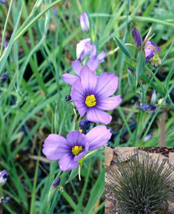 Sisyrinchium angustifolium 