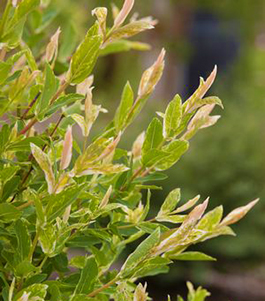 Salix integra 'Hakuro-nishiki' 