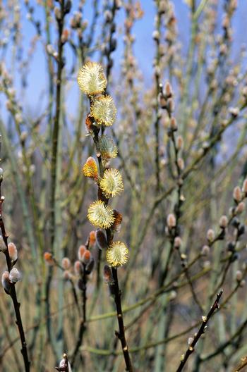 Salix discolor 