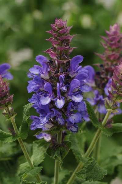 Salvia nemorosa 'Blue Marvel'  