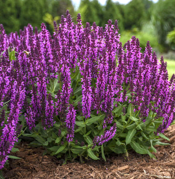 Salvia nemorosa 'Bumbleberry' 