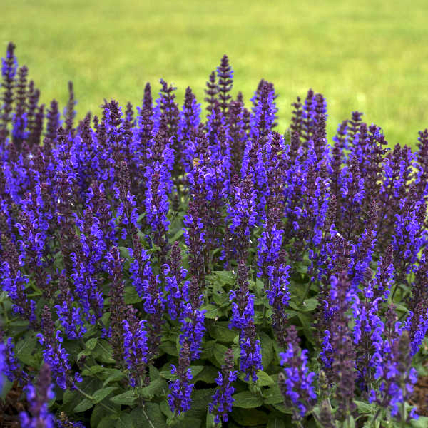 Salvia nemorosa 'Bumbleblue' 