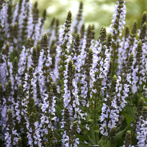 Salvia nemorosa 'Bumblesky'  