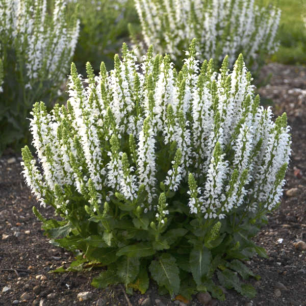 Salvia nemorosa 'Bumblesnow' 