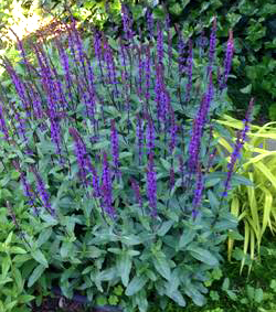 Salvia nemorosa 'Caradonna' 