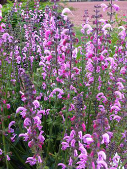 Salvia pratensis 'Eveline' 